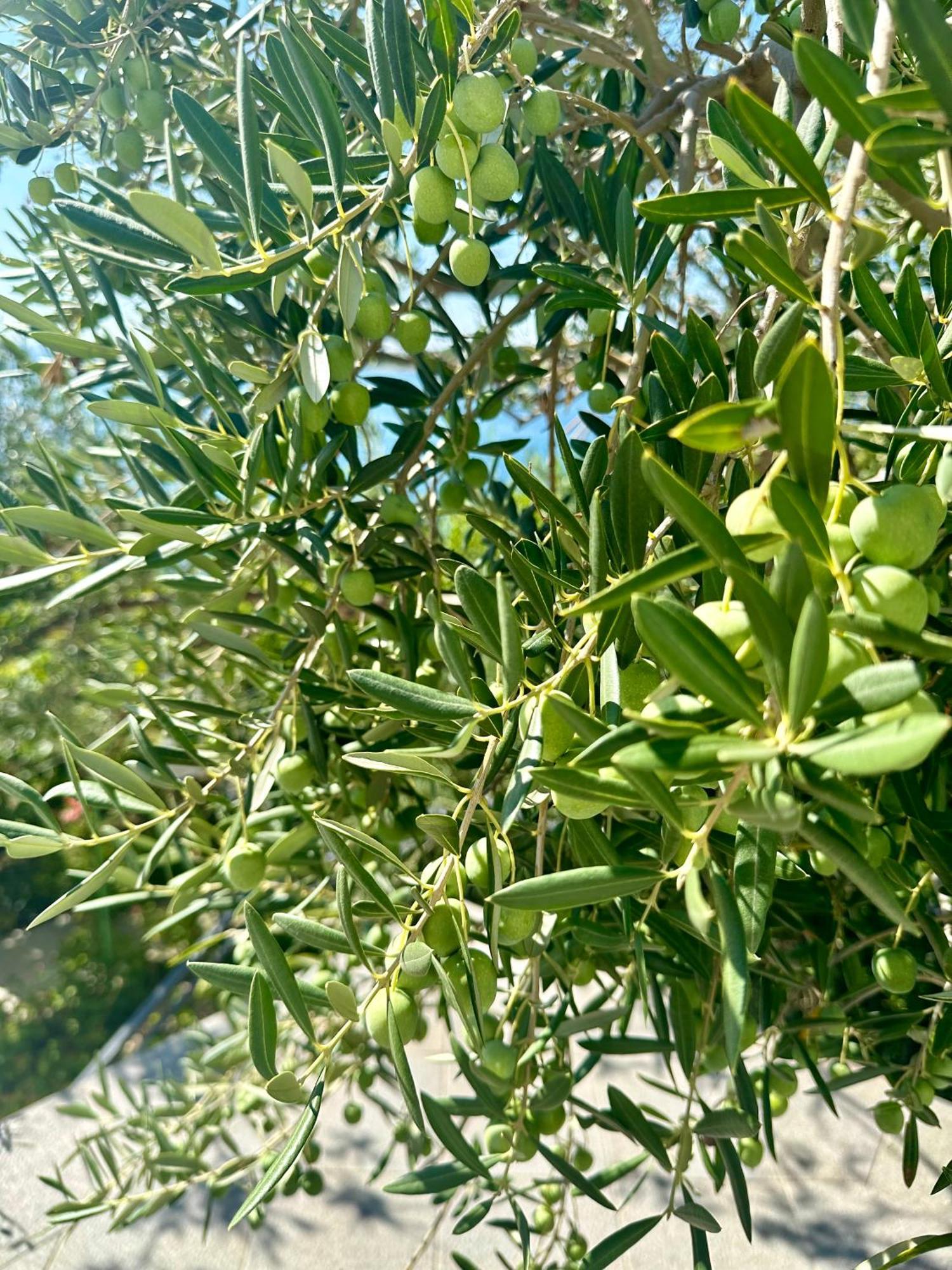 Palit Sea View Room Macolic מראה חיצוני תמונה